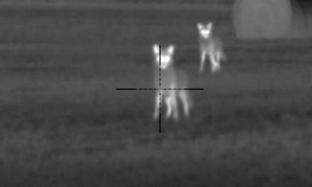 45 Coyotes Take Permanent Dirt Naps in Thermal Scope Footage