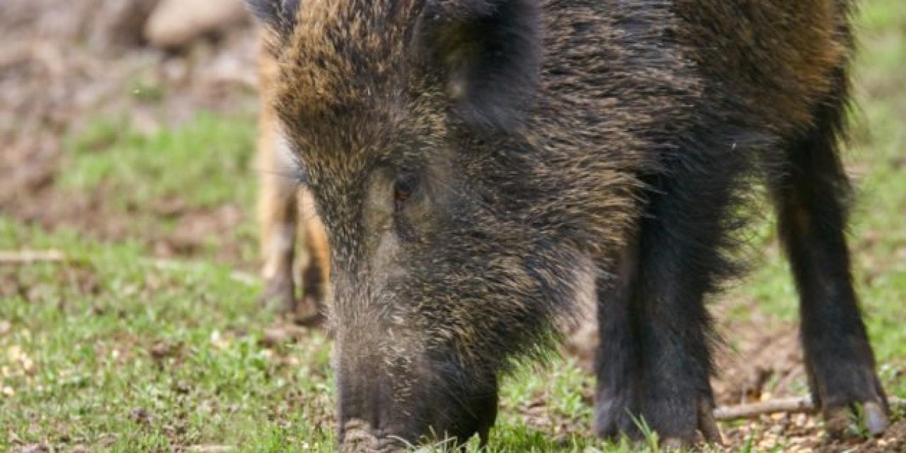460-Pound Problem Feral Hog Taken by Hunters in Central Texas