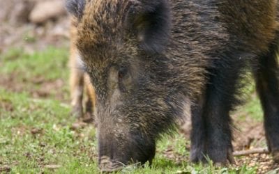 460-Pound Problem Feral Hog Taken by Hunters in Central Texas