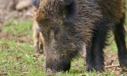 460-Pound Problem Feral Hog Taken by Hunters in Central Texas