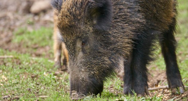 460-Pound Feral Hog