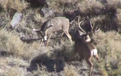 Arizona Mule Deer Battle Ends With a Dead Buck