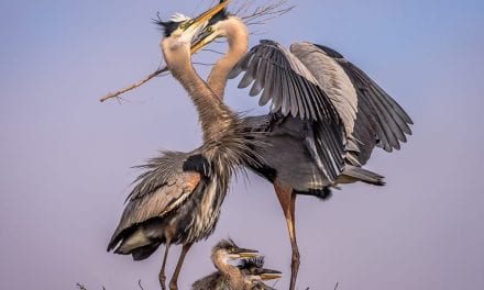 Behind The Shot: Family Portrait