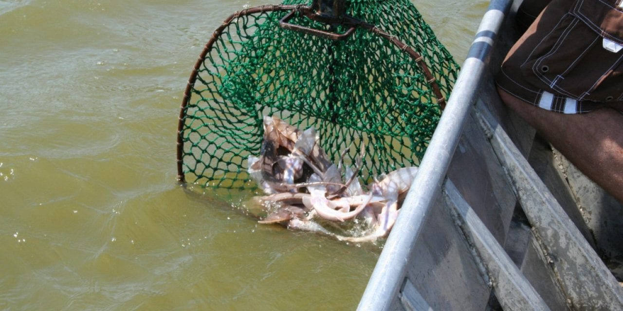 “Blinded Me With Science”–Missouri River Pallid Sturgeon