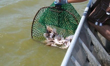 “Blinded Me With Science”–Missouri River Pallid Sturgeon