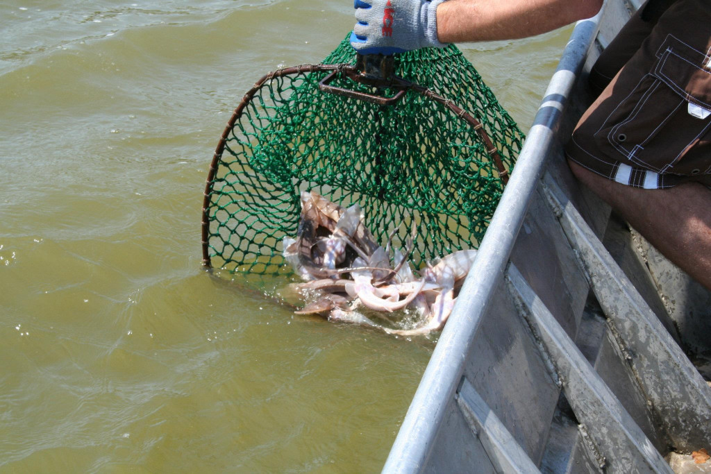 PallidSturgeonStocking