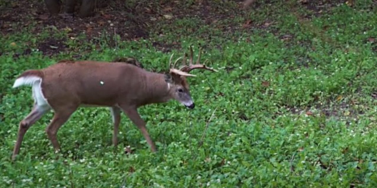 Bowhunter Smokes 180-inch Wisconsin Buck After Some Early Bad Luck