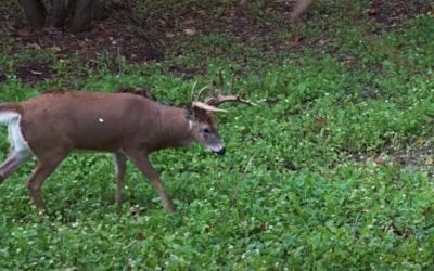 Bowhunter Smokes 180-inch Wisconsin Buck After Some Early Bad Luck