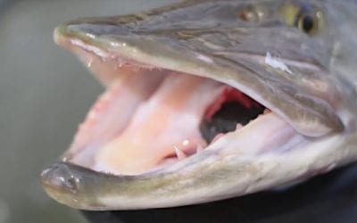 Canadian Woman Attacked, Pulled Underwater By Muskie