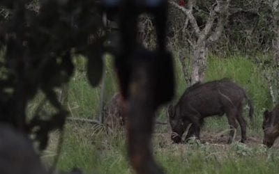 Debating the Merits of Fast Arrows on Animals That Jump the String