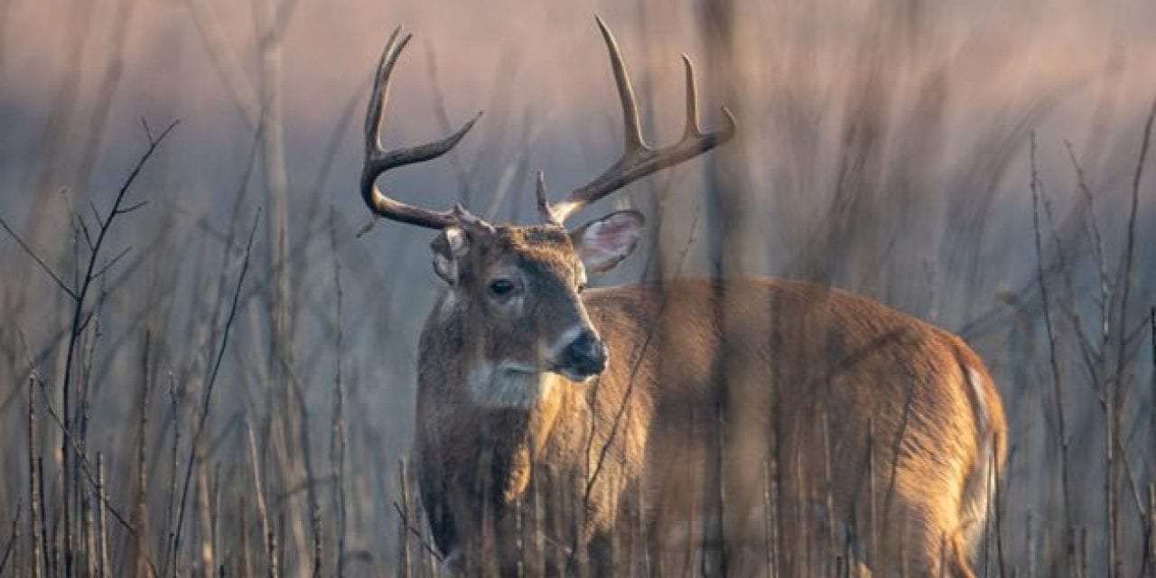 Deer Habitat Zones, and How to Use These Necessities for Hunting