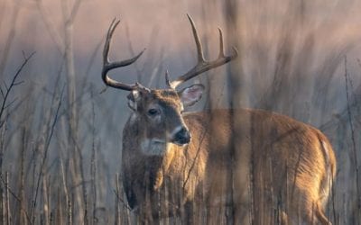 Deer Habitat Zones, and How to Use These Necessities for Hunting