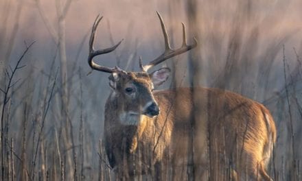 Deer Habitat Zones, and How to Use These Necessities for Hunting