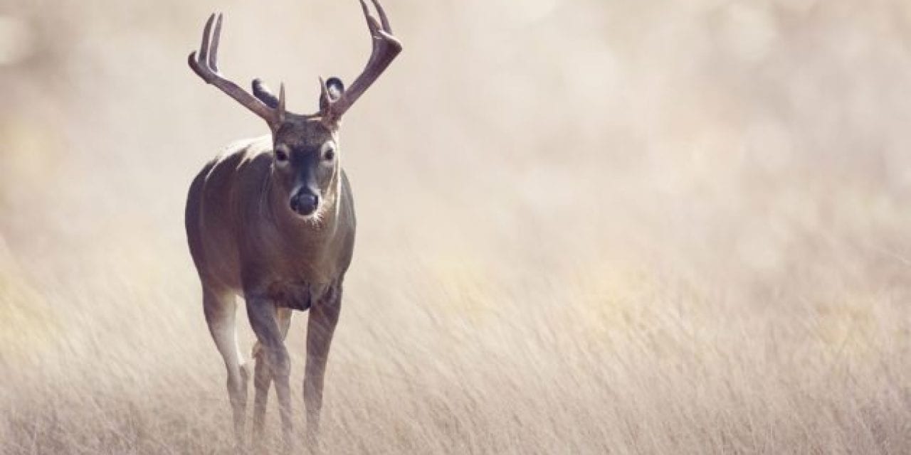 Deer Hunter Puts Apple-Flavored Corn to the Test