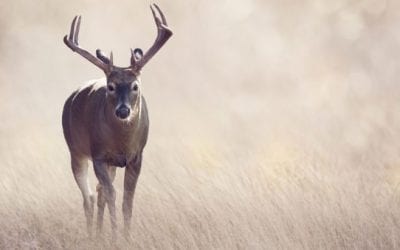 Deer Hunter Puts Apple-Flavored Corn to the Test