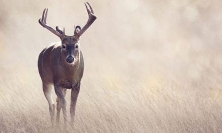 Deer Hunter Puts Apple-Flavored Corn to the Test