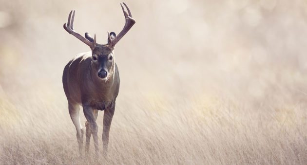 Deer Hunting Advice