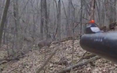 Deer Presents Hunter With the Easiest Possible Shot