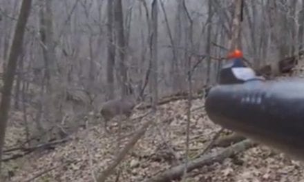 Deer Presents Hunter With the Easiest Possible Shot