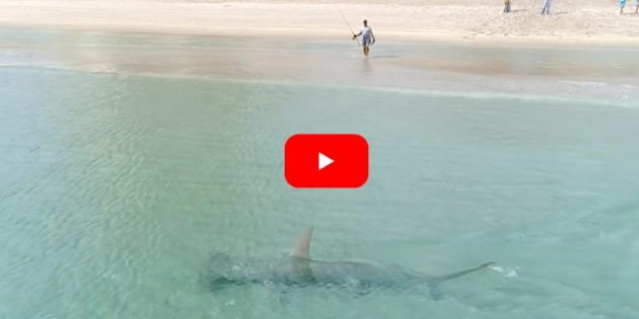 Drone Footage Captures 14-Foot Hammerhead Shark Hunting Migrating Blacktips