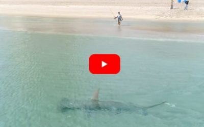 Drone Footage Captures 14-Foot Hammerhead Shark Hunting Migrating Blacktips