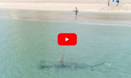 Drone Footage Captures 14-Foot Hammerhead Shark Hunting Migrating Blacktips