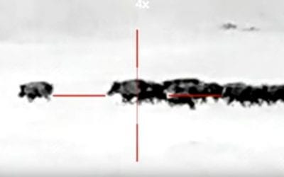 Farmer Takes 107 Feral Hogs Using Thermal Night Vision