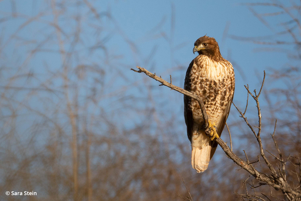 Example of urban wildlife: red-tailed hawk