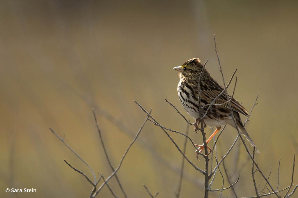 Example of urban wildlife: Belding’s Savannah sparrow