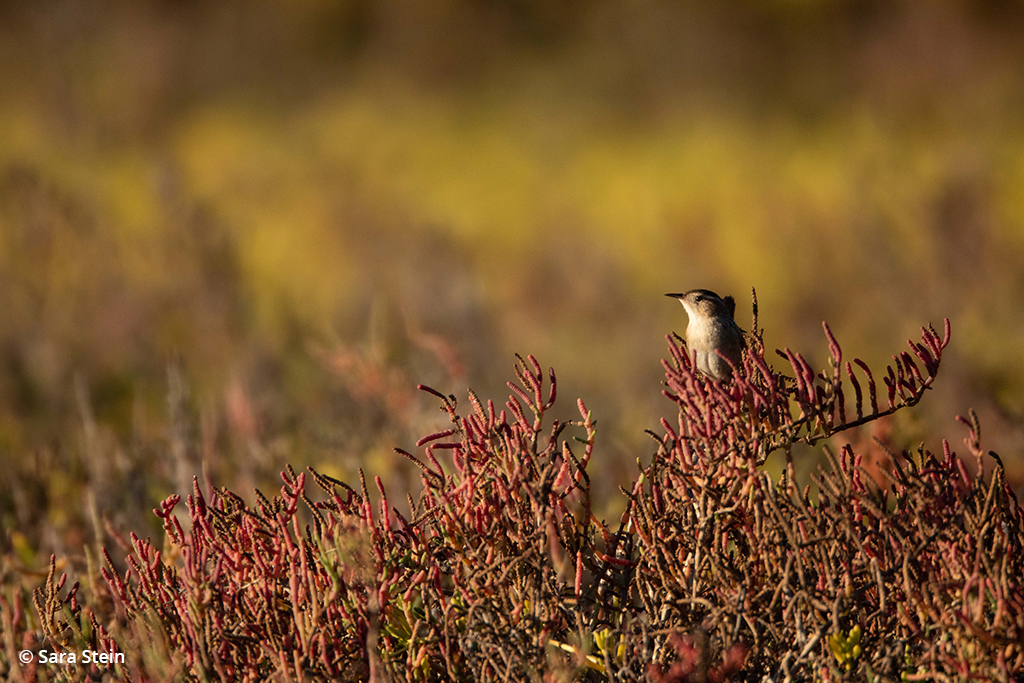 Example of urban wildlife: marsh wren