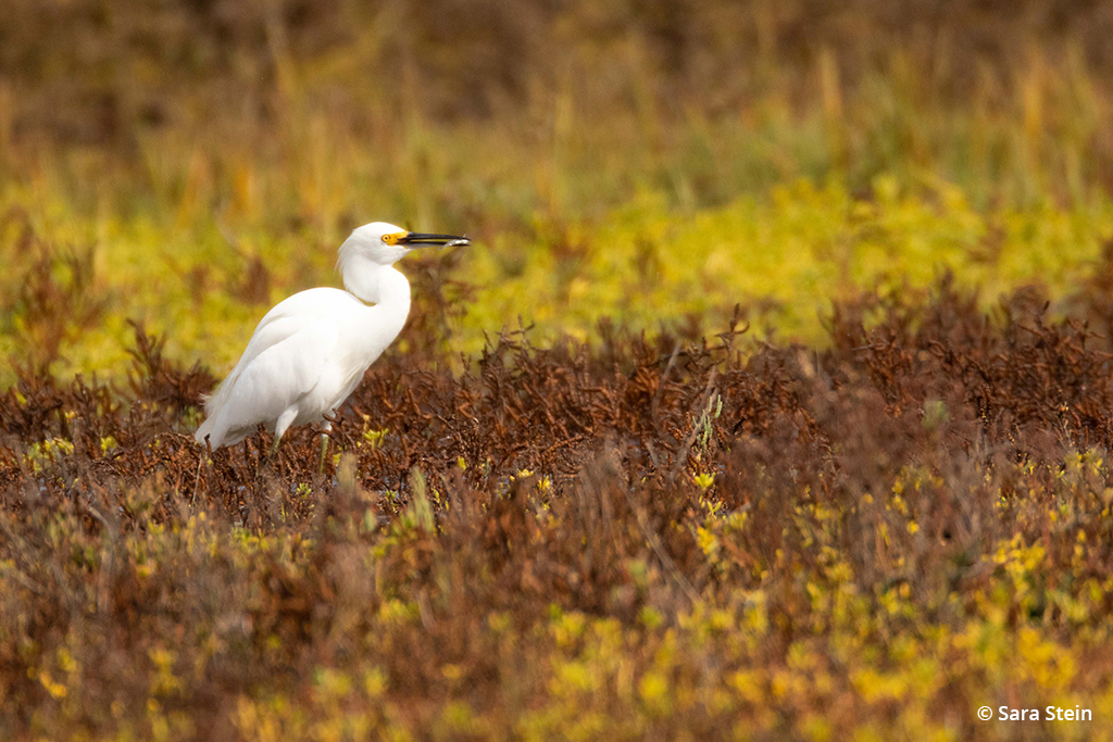 Example of urban wildlife: snowy egret