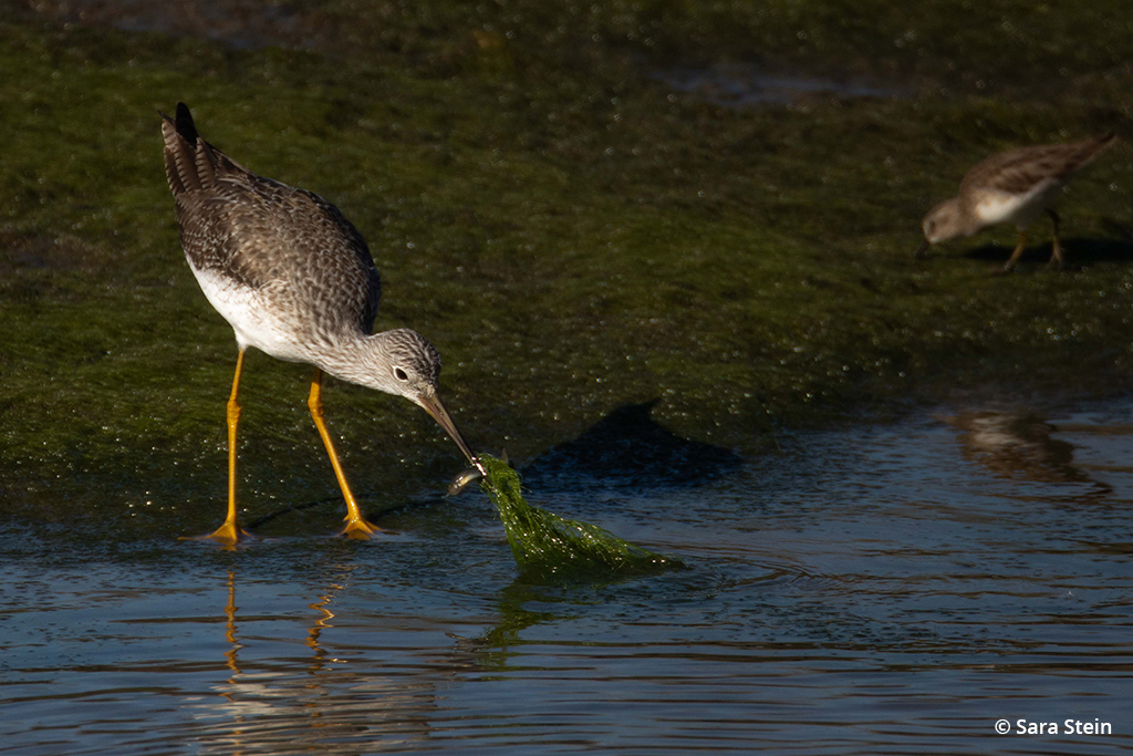 Example of urban wildlife: greater yellowlegs