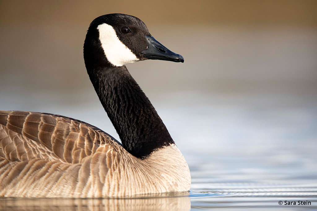 Example of urban wildlife: Canada goose