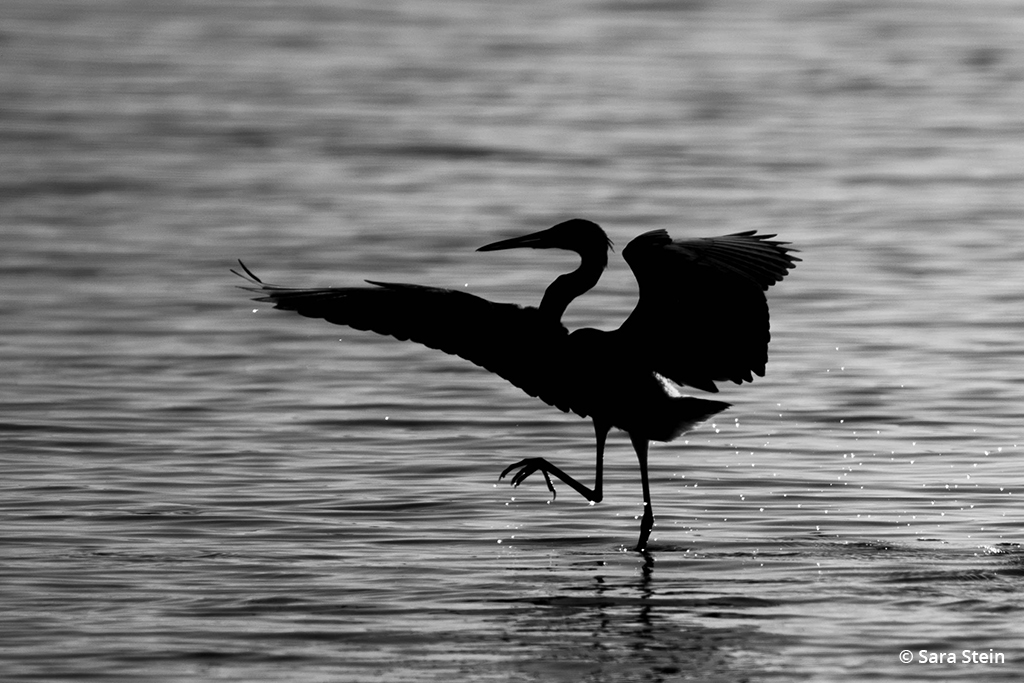 Example of urban wildlife: tricolored heron