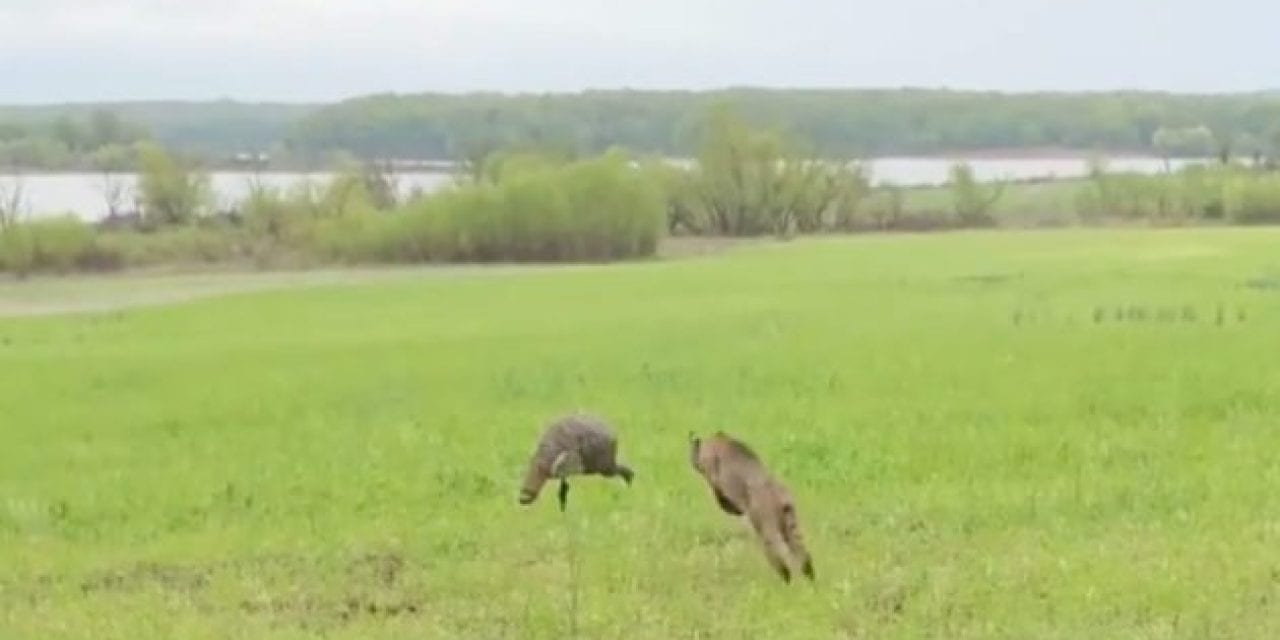 Footage Captures Bobcat Charging Turkey Decoy