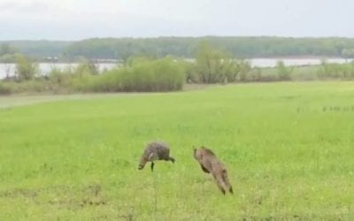 Footage Captures Bobcat Charging Turkey Decoy