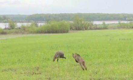 Footage Captures Bobcat Charging Turkey Decoy