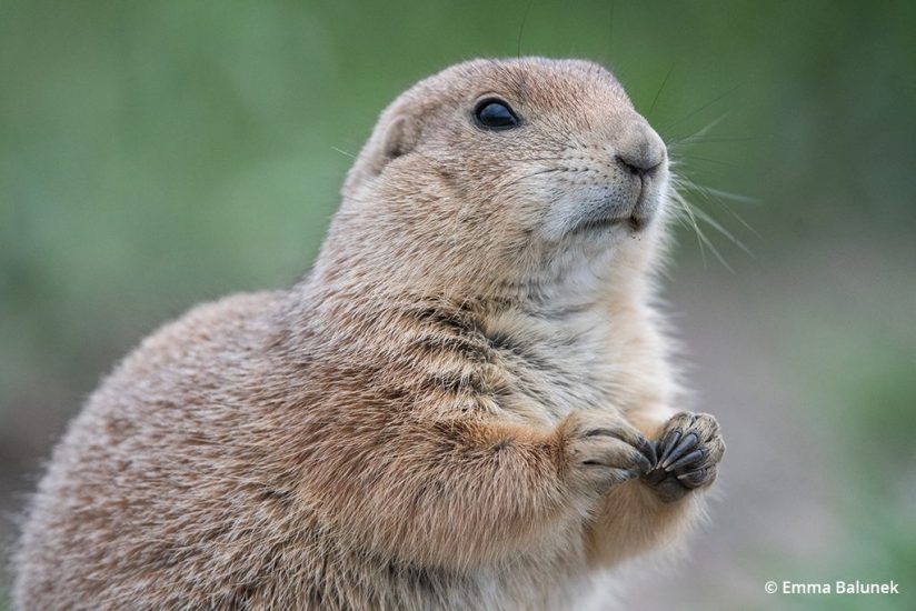 Image of a prairie dog