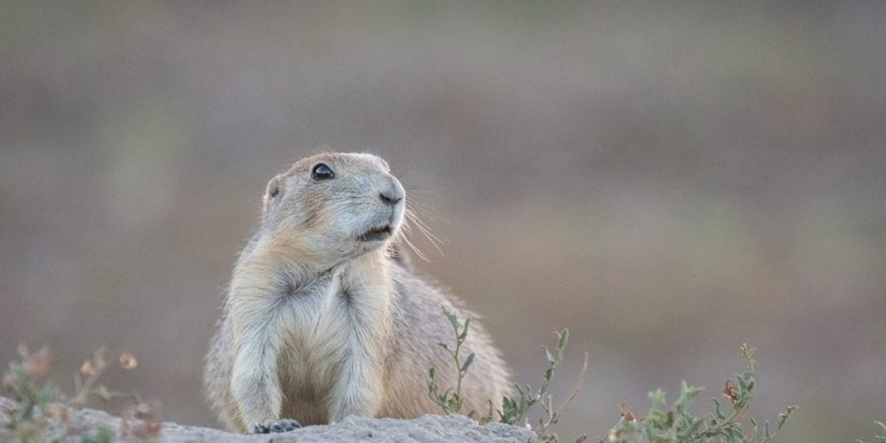 Guardians Of The Grassland