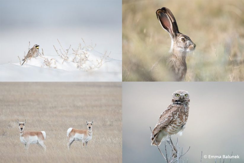 image collection of four species that depend on the prairie dog