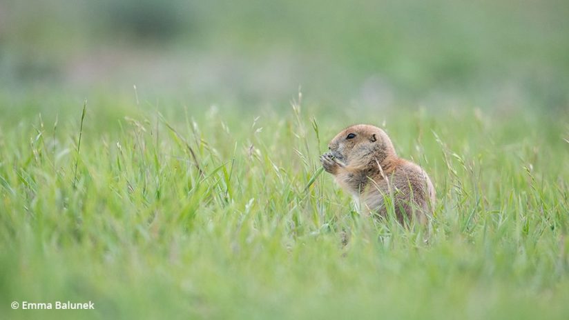 Image of a prairie dog eating grass
