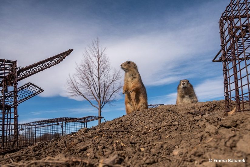 Image of prairie dog traps used by the Humane Society for relocation