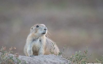 Guardians Of The Grassland