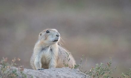 Guardians Of The Grassland