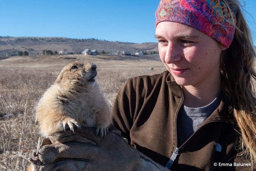 Image of a prairie dog relocator from the Humane Society