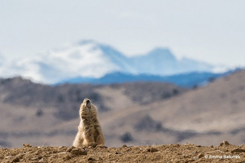 Image of prairie dog behavior "jump-yip"