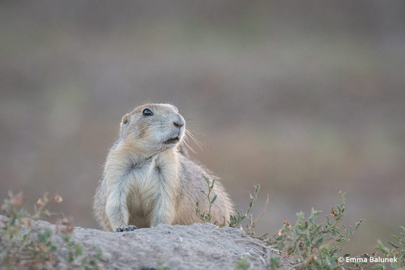 Image of a prairie dog next to its burrow
