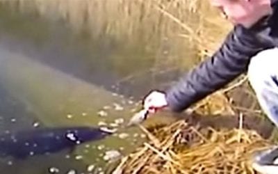 Guy Tries to Hand-Feed a Pike, Pays the Price