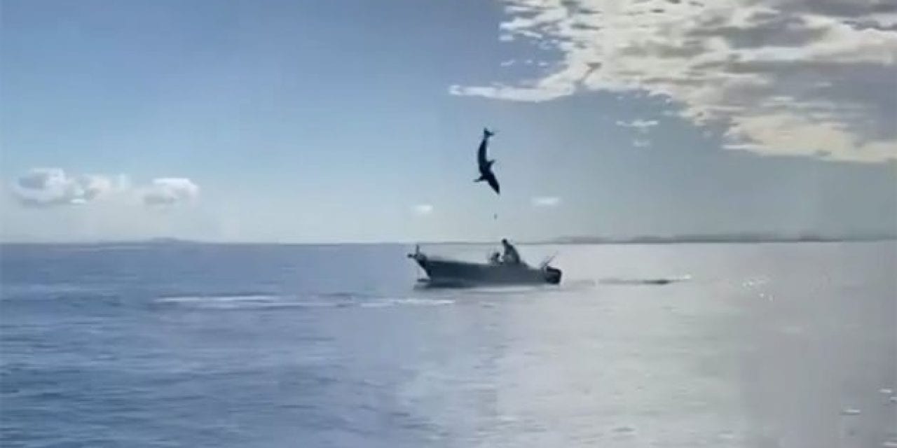 Hooked Mako Shark Leaps, Nearly Ends Up in Another Boat
