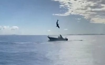 Hooked Mako Shark Leaps, Nearly Ends Up in Another Boat